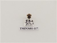 藏品(黑紋龜金花蟲)的圖片
